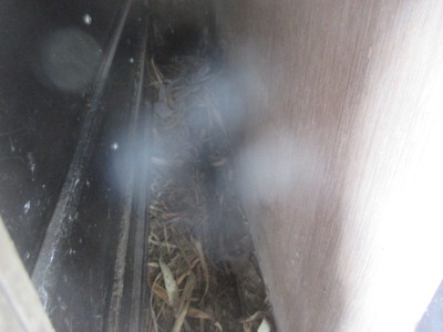 戸箱裏の鳥の巣