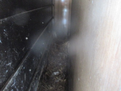 戸箱裏の鳥の巣